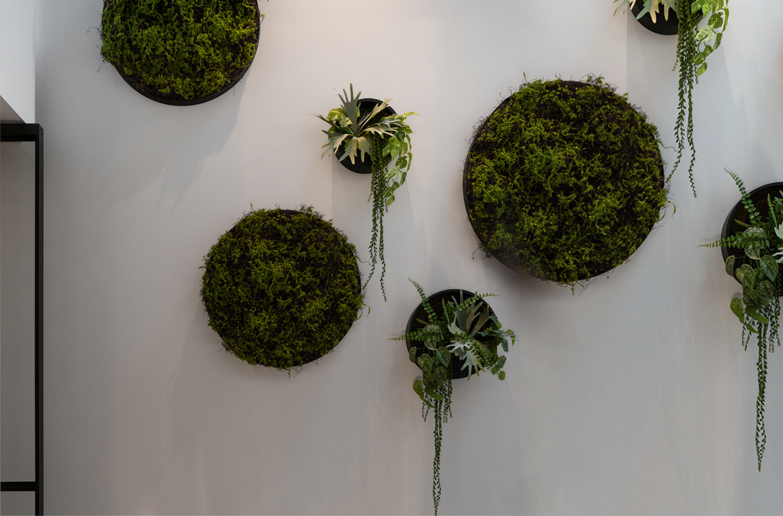 Elevate Your Space: The Modern Australian Guide to Indoor & Outdoor Wall Planters
