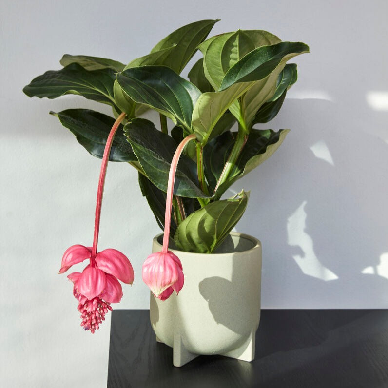 SPLIT Pots Set Of 2 | Green by HUBSCH (hubsch-split-post-green-2)